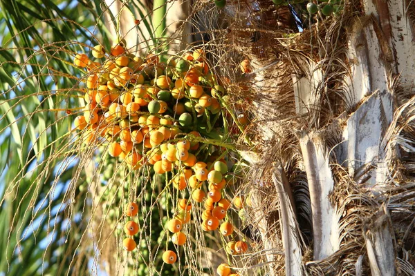 Una Rica Cosecha Dátiles Maduros Una Palmera Jardín Ciudad Norte — Foto de Stock