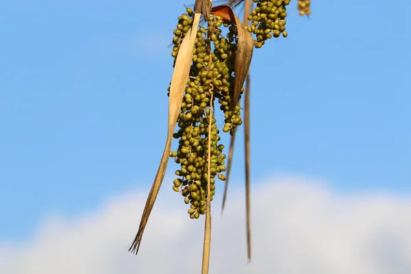 Rich Harvest Ripe Dates Palm Tree City Garden Northern Israel — Stock Photo, Image