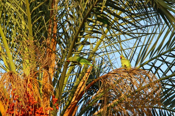 Uma Rica Colheita Tâmaras Maduras Uma Palmeira Jardim Cidade Norte — Fotografia de Stock