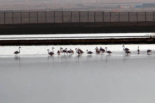 Różowe Flamingi Górskim Jeziorze Południowym Izraelu — Zdjęcie stockowe