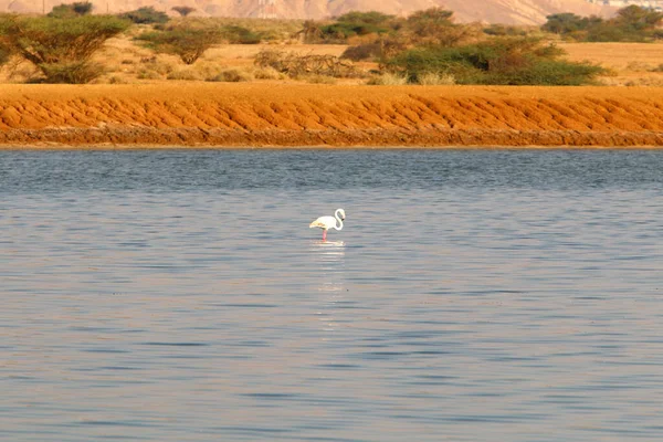 イスラエル南部の山の湖のピンクのフラミンゴは — ストック写真