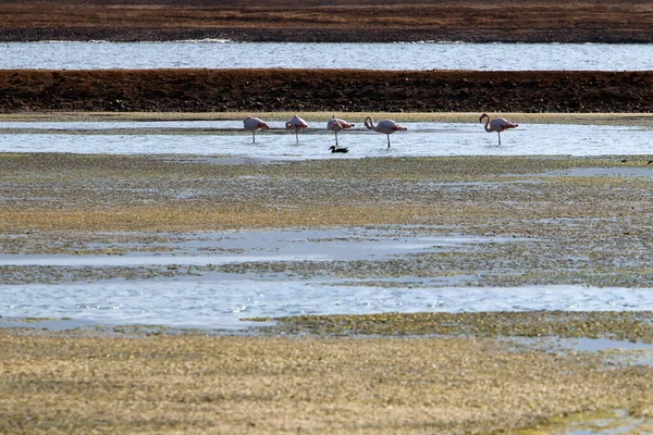 Różowe Flamingi Górskim Jeziorze Południowym Izraelu — Zdjęcie stockowe