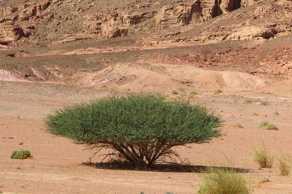 Paysage Dans Désert Néguev Dans Sud Israël Désert Occupe Territoire — Photo