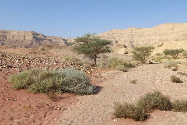 İsrail 'in güneyindeki Negev çölünde manzara. Çöl İsrail topraklarının% 60 'ını kaplıyor. 