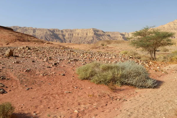 Landscape Negev Desert Southern Israel Desert Occupies Territory Israel — Stock Photo, Image