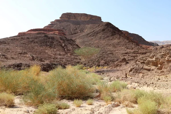 Srail Güneyindeki Negev Çölünde Manzara Çöl Srail Topraklarının Inı Kaplıyor — Stok fotoğraf