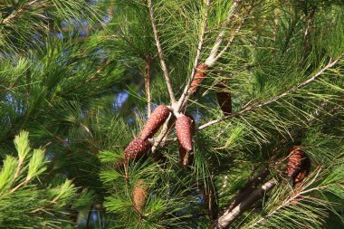 Kuzey İsrail 'deki bir sonbahar ormanında Lübnan sedir ağacının dallarındaki koniler. 