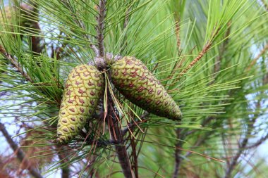 Kuzey İsrail 'deki bir sonbahar ormanında Lübnan sedir ağacının dallarındaki koniler. 