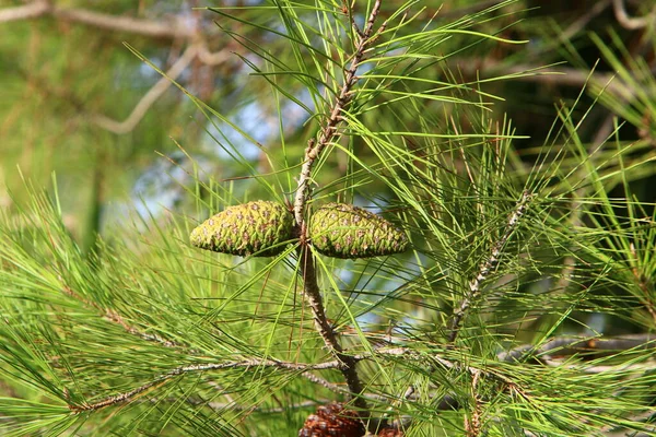 Coni Sui Rami Cedro Libanese Una Foresta Autunnale Nel Nord — Foto Stock