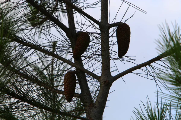 Conos Las Ramas Cedro Libanés Bosque Otoño Norte Israel — Foto de Stock