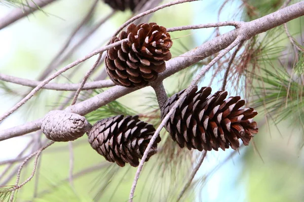 Cônes Sur Les Branches Cèdre Libanais Dans Une Forêt Automne — Photo