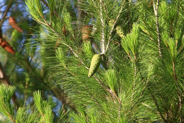 Coni Sui Rami Cedro Libanese Una Foresta Autunnale Nel Nord — Foto Stock