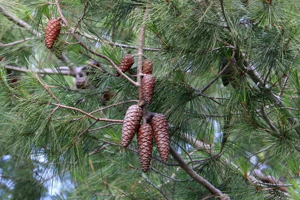 Cones Branches Lebanese Cedar Autumn Forest Northern Israel — Stock Photo, Image