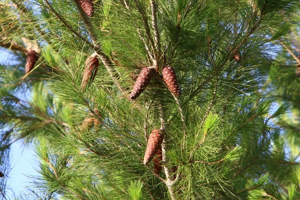 Cônes Sur Les Branches Cèdre Libanais Dans Une Forêt Automne — Photo