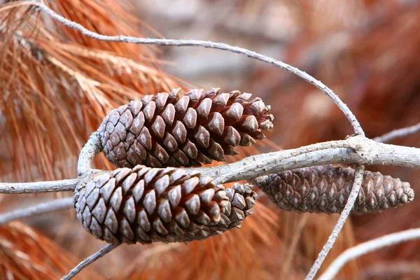 Cones Branches Lebanese Cedar Autumn Forest Northern Israel — Stock Photo, Image