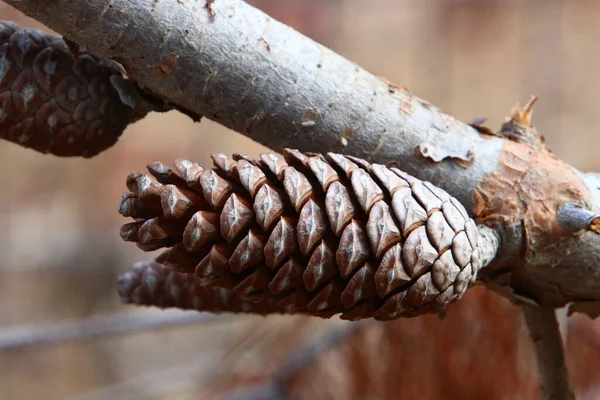 Cônes Sur Les Branches Cèdre Libanais Dans Une Forêt Automne — Photo