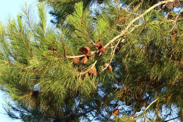 Cones Nos Ramos Cedro Libanês Uma Floresta Outono Norte Israel — Fotografia de Stock