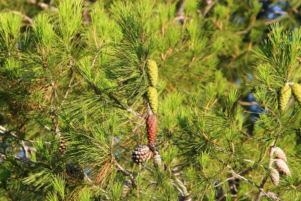 Cones Nos Ramos Cedro Libanês Uma Floresta Outono Norte Israel — Fotografia de Stock