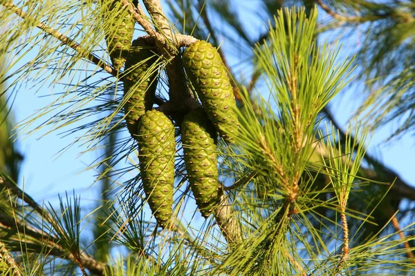 Kegels Takken Van Een Libanese Ceder Een Herfstbos Noord Israël — Stockfoto