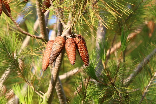 Cones Branches Lebanese Cedar Autumn Forest Northern Israel — Stock Photo, Image
