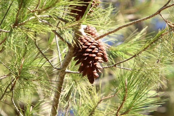 Cones Nos Ramos Cedro Libanês Uma Floresta Outono Norte Israel — Fotografia de Stock