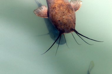 Kuzey İsrail 'de bir tatlı su gölünde büyük ve bıyıklı yayın balığı 