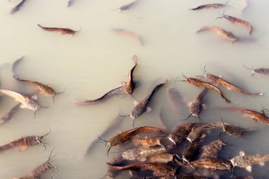 Kuzey İsrail 'de bir tatlı su gölünde büyük ve bıyıklı yayın balığı 