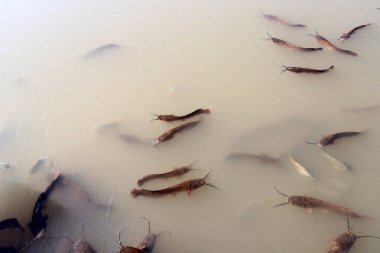 Kuzey İsrail 'de bir tatlı su gölünde büyük ve bıyıklı yayın balığı 