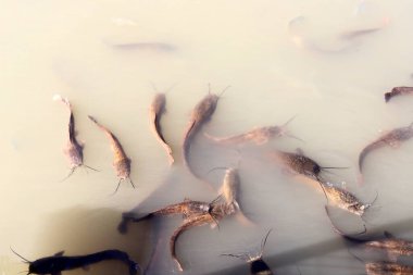 Kuzey İsrail 'de bir tatlı su gölünde büyük ve bıyıklı yayın balığı 