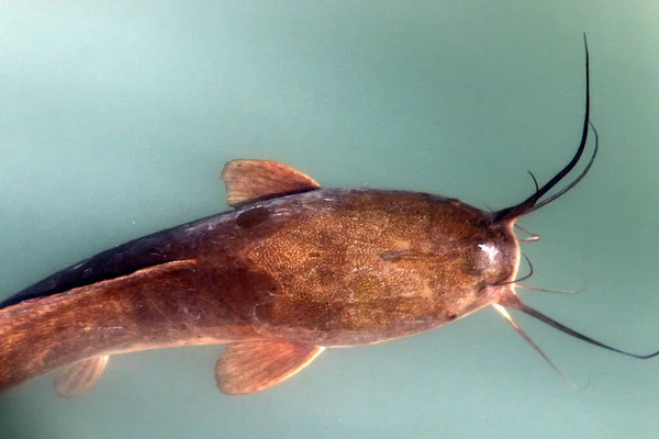 Grand Poisson Chat Moustachu Dans Lac Eau Douce Dans Nord — Photo