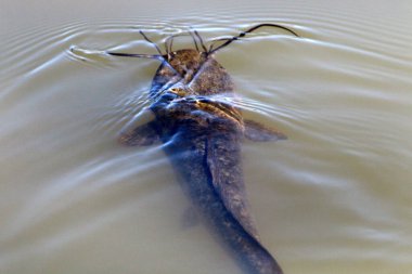 Kuzey İsrail 'de bir tatlı su gölünde büyük ve bıyıklı yayın balığı 