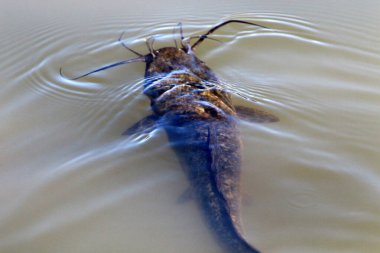 Kuzey İsrail 'de bir tatlı su gölünde büyük ve bıyıklı yayın balığı 