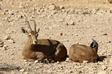 Dağ, vahşi keçiler İsrail 'in güneyindeki Yahudi Çölü' nde yaşar. 