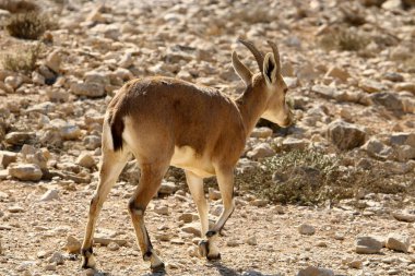 Dağ, vahşi keçiler İsrail 'in güneyindeki Yahudi Çölü' nde yaşar. 