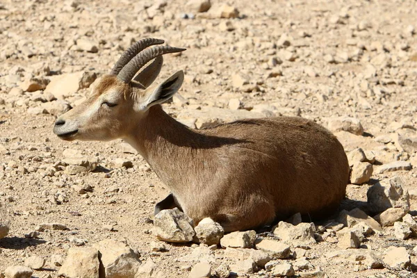 在以色列南部的朱迪安沙漠中生活着大量的野山羊 — 图库照片