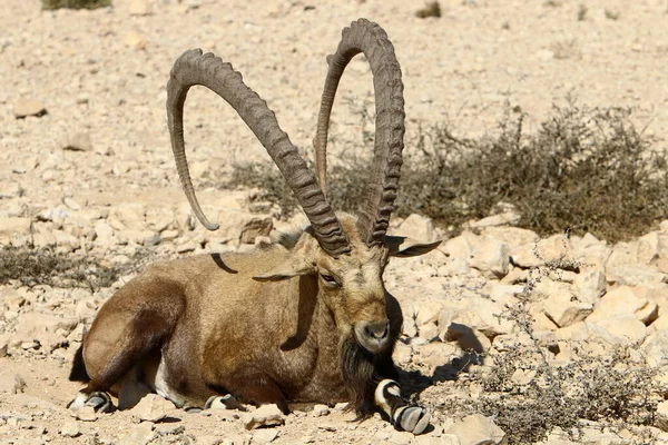 Mountain Wild Goats Live Judean Desert Southern Israel — Stock Photo, Image