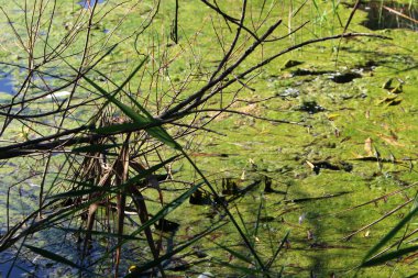 Ağaçlar ve çalılar İsrail 'in kuzeyindeki bir şehir parkında bir nehrin kıyısında yetişir.. 
