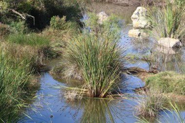Ağaçlar ve çalılar İsrail 'in kuzeyindeki bir şehir parkında bir nehrin kıyısında yetişir.. 