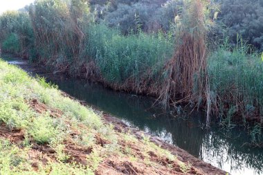 Ağaçlar ve çalılar İsrail 'in kuzeyindeki bir şehir parkında bir nehrin kıyısında yetişir.. 