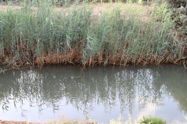 Ağaçlar ve çalılar İsrail 'in kuzeyindeki bir şehir parkında bir nehrin kıyısında yetişir.. 