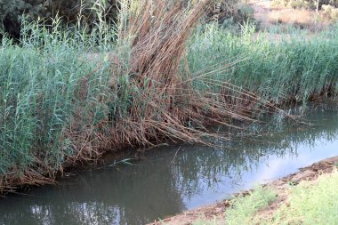 Ağaçlar ve çalılar İsrail 'in kuzeyindeki bir şehir parkında bir nehrin kıyısında yetişir.. 