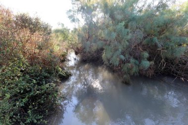 Ağaçlar ve çalılar İsrail 'in kuzeyindeki bir şehir parkında bir nehrin kıyısında yetişir.. 