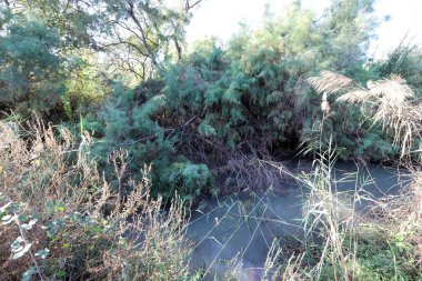 Ağaçlar ve çalılar İsrail 'in kuzeyindeki bir şehir parkında bir nehrin kıyısında yetişir.. 