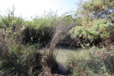 Ağaçlar ve çalılar İsrail 'in kuzeyindeki bir şehir parkında bir nehrin kıyısında yetişir.. 