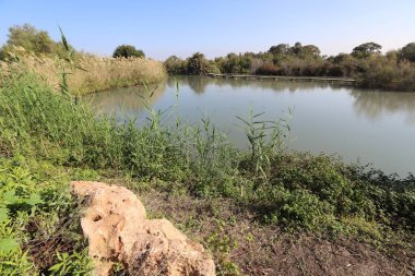 Ağaçlar ve çalılar İsrail 'in kuzeyindeki bir şehir parkında bir nehrin kıyısında yetişir.. 