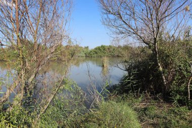 Ağaçlar ve çalılar İsrail 'in kuzeyindeki bir şehir parkında bir nehrin kıyısında yetişir.. 