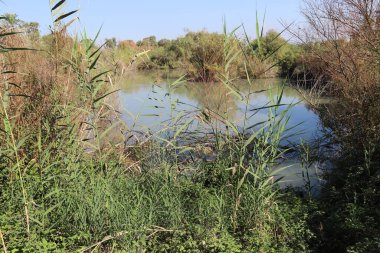 Ağaçlar ve çalılar İsrail 'in kuzeyindeki bir şehir parkında bir nehrin kıyısında yetişir.. 