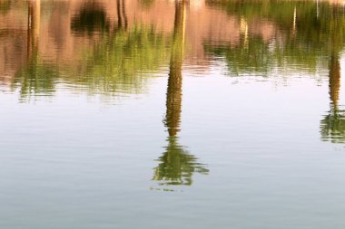 Ağaçlar ve çalılar İsrail 'in kuzeyindeki bir şehir parkında bir nehrin kıyısında yetişir.. 