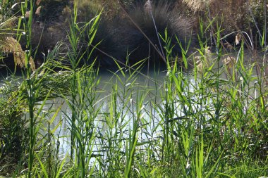 Ağaçlar ve çalılar İsrail 'in kuzeyindeki bir şehir parkında bir nehrin kıyısında yetişir.. 