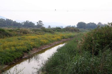 Ağaçlar ve çalılar İsrail 'in kuzeyindeki bir şehir parkında bir nehrin kıyısında yetişir.. 